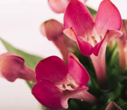 Всего 1 действие в ноябре: И декабрист покрылся миллионом огромных бутонов — вот это хитрость от агронома