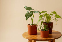 1 ложку в горшок: Даже самые хилые цветы воскреснут и зазеленеют в декабре — ни единого жёлтого листочка