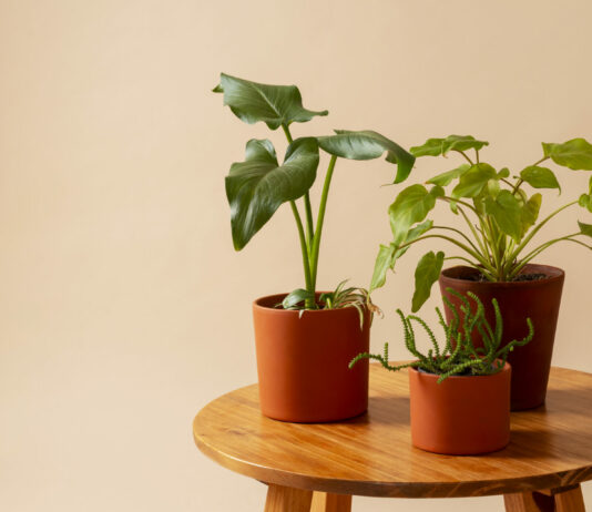 1 ложку в горшок: Даже самые хилые цветы воскреснут и зазеленеют в декабре — ни единого жёлтого листочка