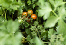 Больную ботву в компост — можно, но при 1 важном условии: Совет от дачных экспертов