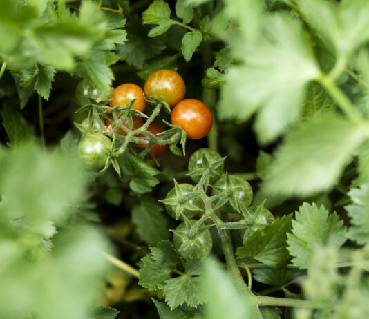 Больную ботву в компост — можно, но при 1 важном условии: Совет от дачных экспертов