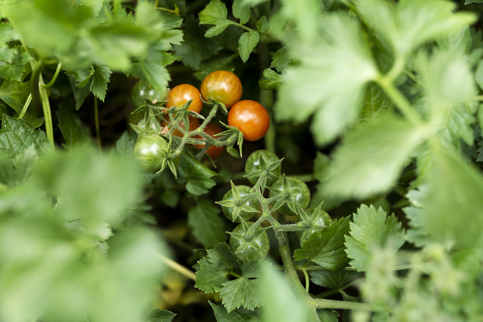 Больную ботву в компост — можно, но при 1 важном условии: Совет от дачных экспертов