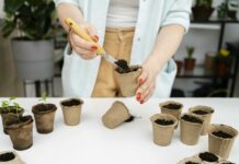 Сажаем 1 куст, а получаем настоящее сокровище, усеянное синими колокольчиками — многолетняя красота на вашем участке