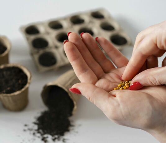 Не цветы, а настоящая сказка: Размножаются самосевом, цветут даже под слоем снега