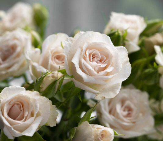 Не роза, а истинная королева клумбы: Умные цветоводы боготворят 1 удачный сорт — раскрываем секрет