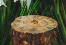 Пни на участке не выкорчёвываем, они — дороже всего на свете: Вот что с ними делаем