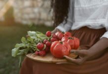 Не томат, а настоящий рыцарь: Самый стойкий и урожайный — до 12 кг плодов с метра почвы