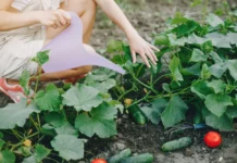 Идеальный список садовода на 2026 год: топ-5 копеечных вещей для нового сезона