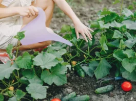 Рассада будет крепкой и плодовитой: 1 гр. на литр воды — томаты с перцами будут толще пальца — настоящий помощник