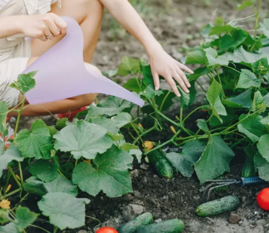 Идеальный список садовода на 2026 год: топ-5 копеечных вещей для нового сезона