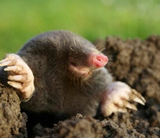 Закопали в огороде банки в декабре: Кроты поджали хвост и «усвистали» прочь — дедов совет