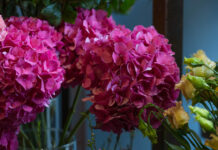 20 г на 10 литров для гортензий — и они валят шапками цветов: Аромат на 2 километра