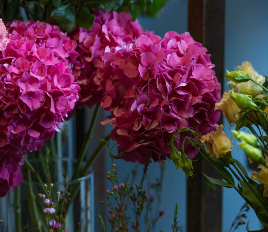 20 г на 10 литров для гортензий — и они валят шапками цветов: Аромат на 2 километра