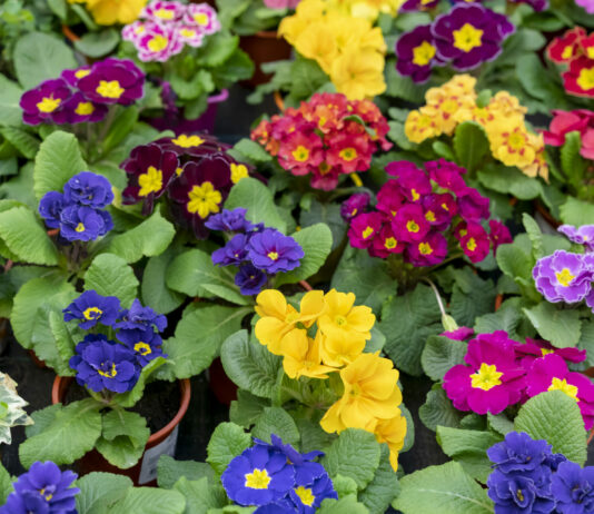 Берите ножницы и стригите рассаду петунии: Вырастут шикарные цветущие шары — классный лайфхак