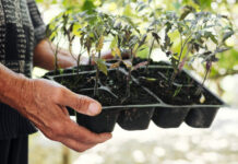 1 ошибка с рассадой на подоконнике: И она погибнет всей колонией — совет агронома