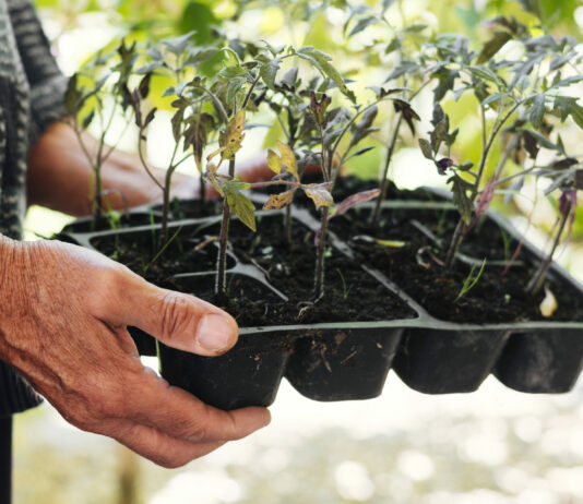 1 ошибка с рассадой на подоконнике: И она погибнет всей колонией — совет агронома