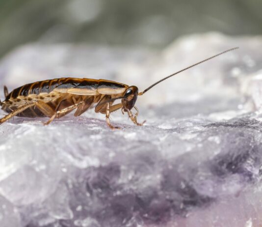Расскажем, как избавиться от тараканов за 1 ночь: Ни 1 особи в квартире не останется