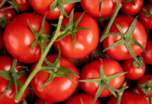 Урожай томатов через 80 дней: Сажаем 3 сорта на подоконнике зимой — выбор агронома