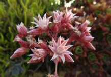 Ставим декабрист в кастрюлю: И он тут же раскрывает сотни бутонов — даже самый капризный зацветёт