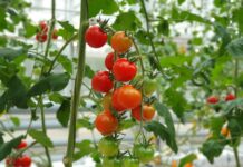 Сажаем только 1 сорт томатов на подоконнике: Даёт до 15 кистей на кусте, урожай — 15 кг с кв. метра