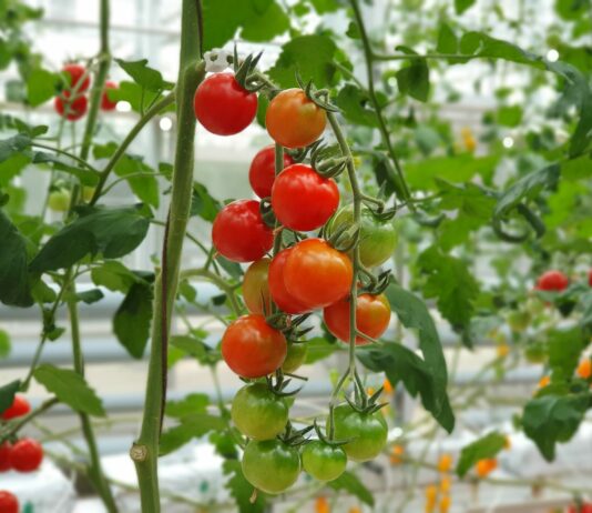 Сажаем только 1 сорт томатов на подоконнике: Даёт до 15 кистей на кусте, урожай — 15 кг с кв. метра