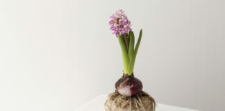 1 простое правило: Луковицы гладиолуса лежат до весны — и не загнивают ни на грамм