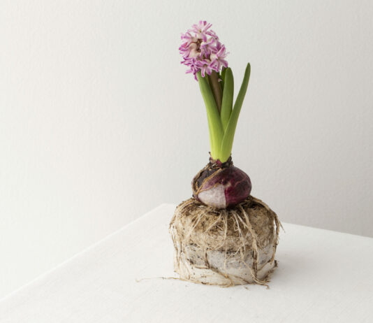 1 простое правило: Луковицы гладиолуса лежат до весны — и не загнивают ни на грамм