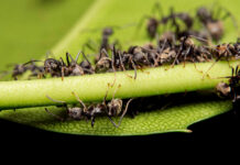 2 продукта с кухни: Муравьи и тля исчезли за 3 часа и больше и не вернулись за 5 лет