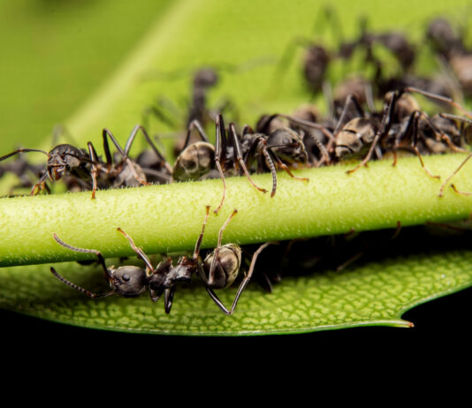 2 продукта с кухни: Муравьи и тля исчезли за 3 часа и больше и не вернулись за 5 лет