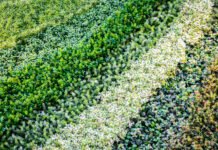 Зелёный даже под снегом зимой: Об этом многолетнике мечтает каждый умный дачник — лучшее для вашей клумбы