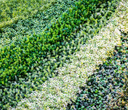 Зелёный даже под снегом зимой: Об этом многолетнике мечтает каждый умный дачник — лучшее для вашей клумбы