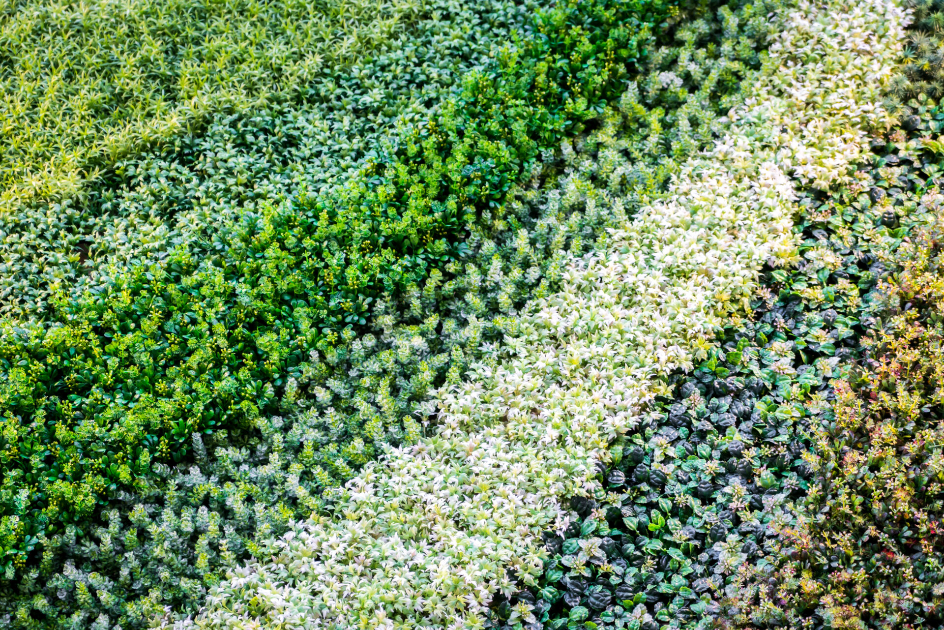 Зелёный даже под снегом зимой: Об этом многолетнике мечтает каждый умный дачник — лучшее для вашей клумбы