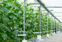 Самые «гадкие огурцы»: Больше их никогда не посадим — красиво, но не более того