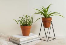 1 дешманский лист в горшок с комнатным цветком: Растение не узнаете — мощный стимулятор роста