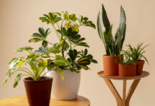 Классная подкормка для комнатных цветов: Даже самые «задохлики» воспрянут и ринутся в рост