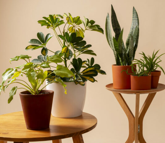 Классная подкормка для комнатных цветов: Даже самые «задохлики» воспрянут и ринутся в рост