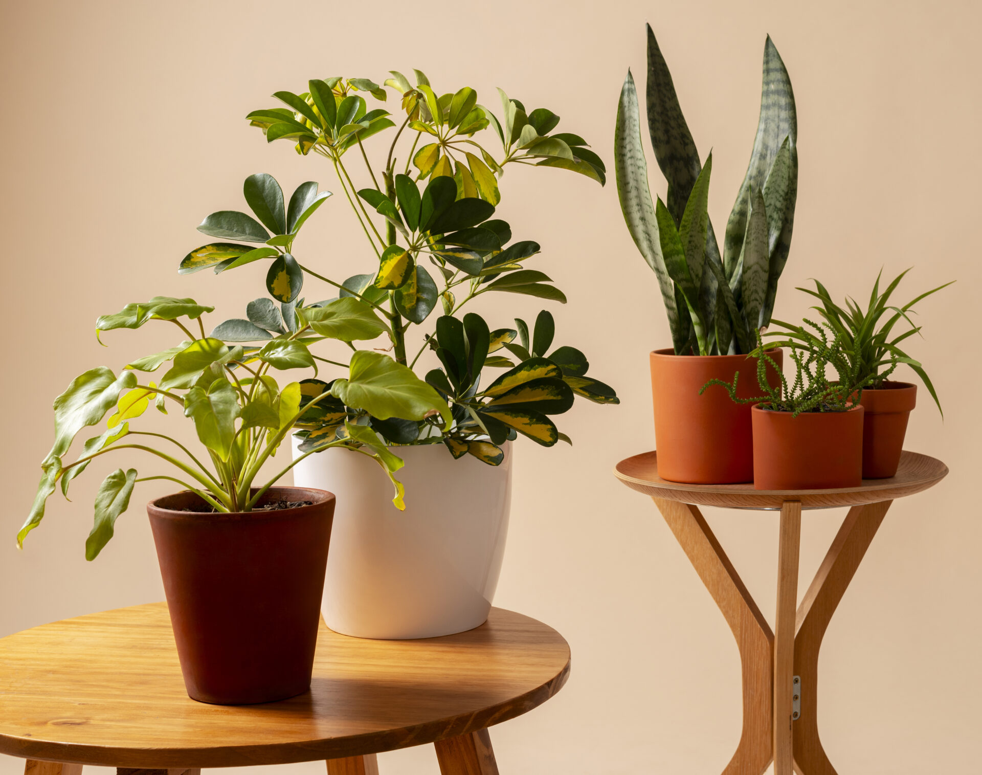 Классная подкормка для комнатных цветов: Даже самые «задохлики» воспрянут и ринутся в рост