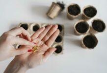 Замачиваем семена в «хитром» растворе: И они прорастают за 3 дня — совет от экспертов