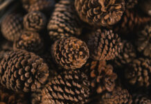 Сосновые шишки — не мусор, а отличный помощник на вашей даче: Вот куда их применить — 3 способа