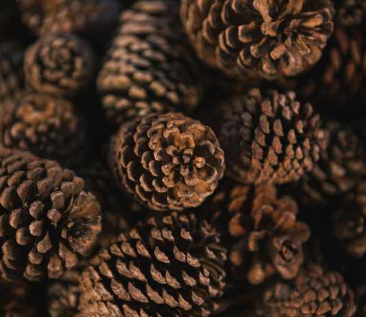 Сосновые шишки — не мусор, а отличный помощник на вашей даче: Вот куда их применить — 3 способа