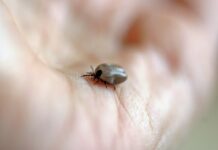 В мае от клещей – мощнее нет: 2 мазка на шею – и вредители отползут за 1 км – надежная защита найдена