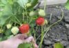 Посадка клубники осенью: лучшие сроки и правильная технология ухода