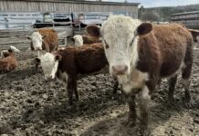В окрестностях Уфы выставили на продажу телятник за 950 тысяч рублей