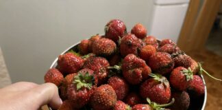 Чем обработать клубнику после сбора урожая: от болезней, клещей, нематод, долгоносиков
