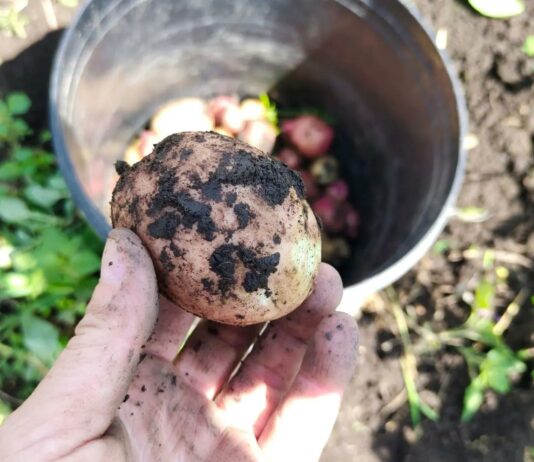 Когда копать картошку: 2 простых признака, которые не подводят