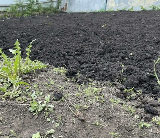 Задел на весну: как правильно «подкормить» сад и огород перед зимовкой
